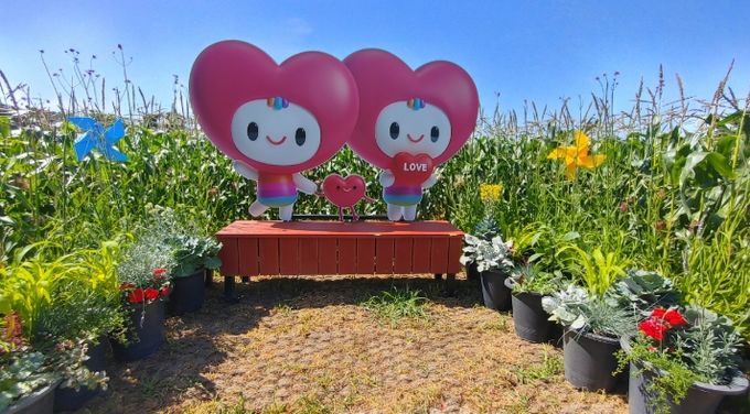 거제, 옥수수 미로정원