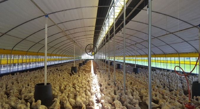 나주시 관내 오리농가