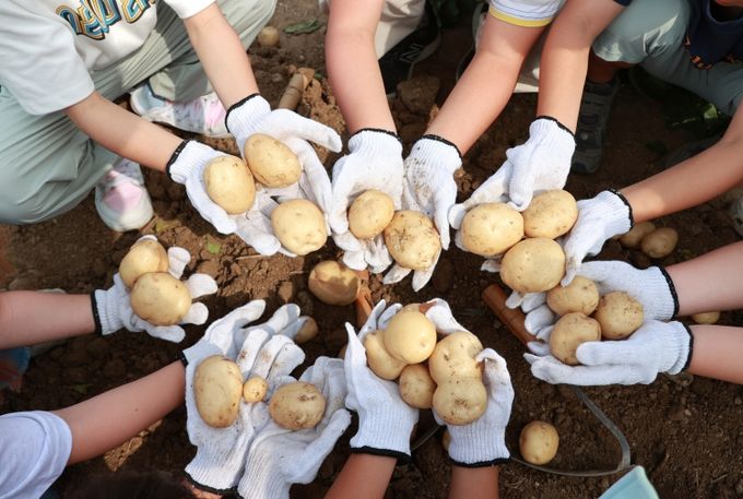 아이들이 감물면 일원에서 감자캐기 체험을 하고 있다.