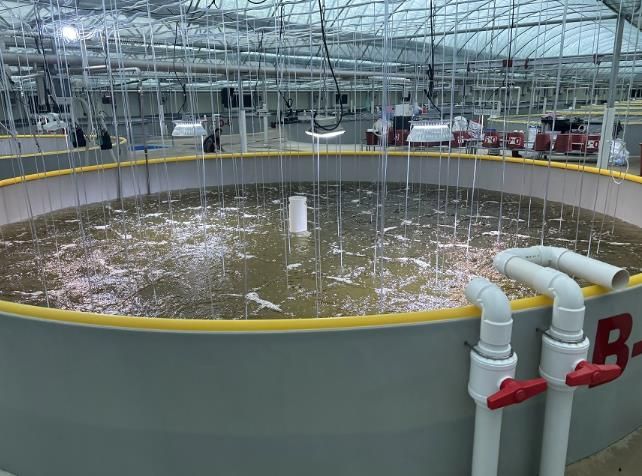 신안군 관내 종자생산장에서 입식 종자육성을 하고 있다.