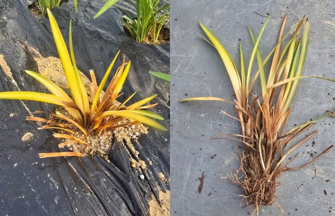 맥문동 재배지 뿌리응애