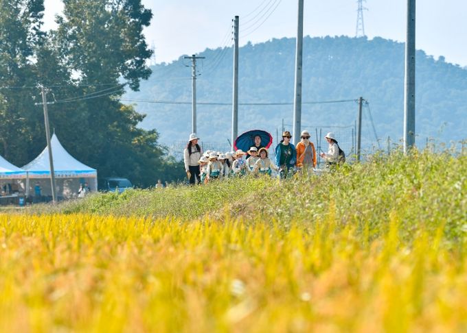 김포시는 지난 9월 26일부터 28일까지 3일간 월곶면 보구곶리 일원에서 ‘황금물결 들녘 걷기 행사’를 개최했다.