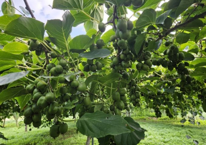 다래(품종명 오텀센스) 열매