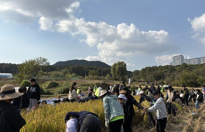 시민과 함께하는 가을걷이 행사에 참여한 시민들이 추수를 하고 있다