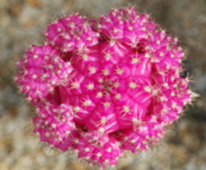 2025년 접목선인장 육성계통 평가회(평가 품종 '연빛')