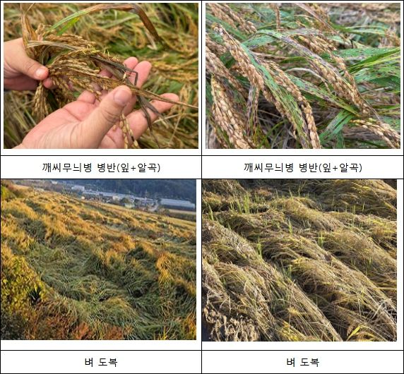 벼 깨씨무늬병 병해 피해 사진