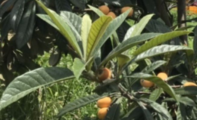 비파 열매와 잎