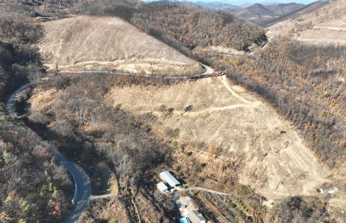 산불피해지 위험목 제거