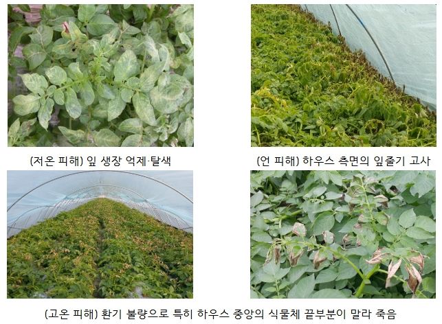 겨울 시설감자의 저온(1~2월)과 고온(3월) 피해