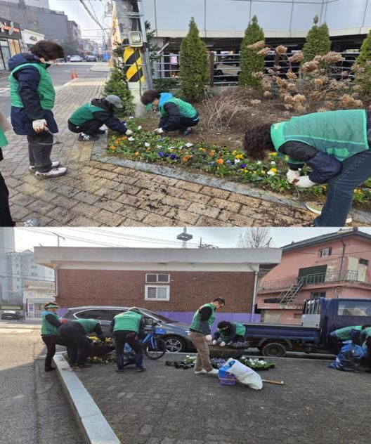 평택시 통복동 새봄맞이 봄꽃 식재