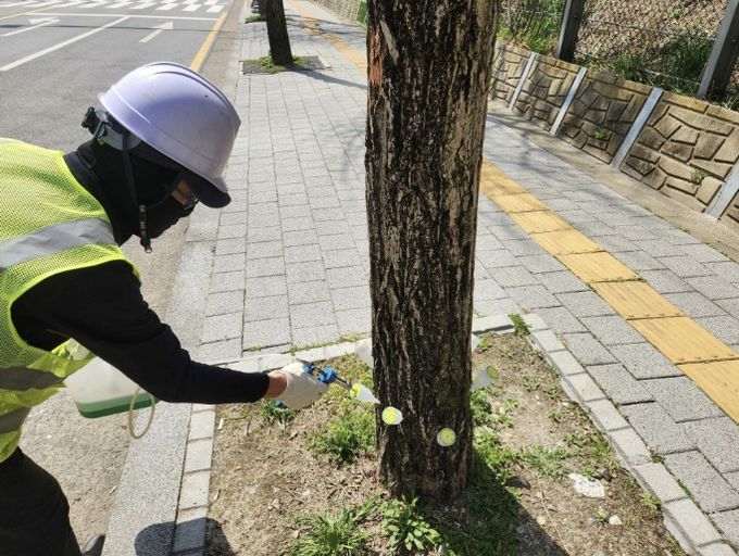 은행나무 결실억제 작업 모습